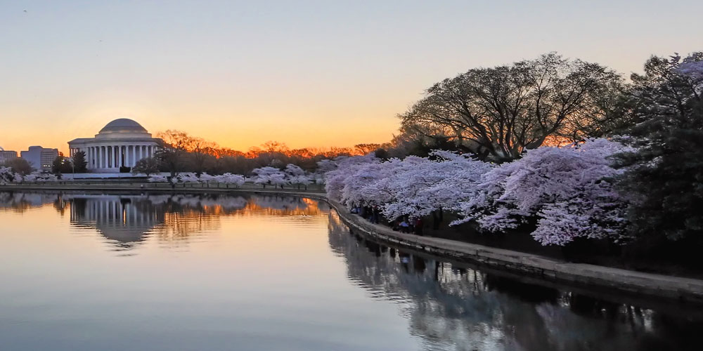 Cherry blossoms in bloom in Washington, DC